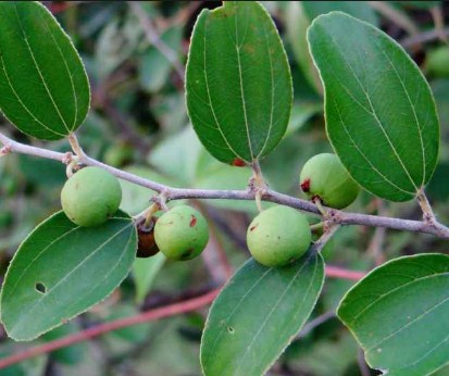 jenis pohon bidara