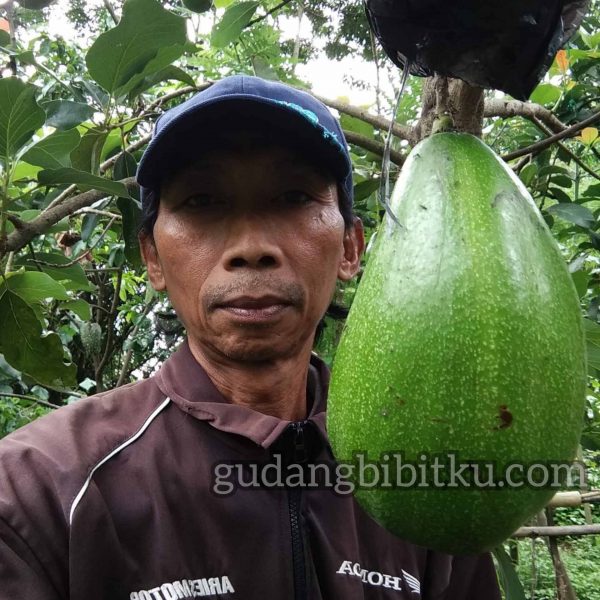 jual alpukat aligator vs kendil