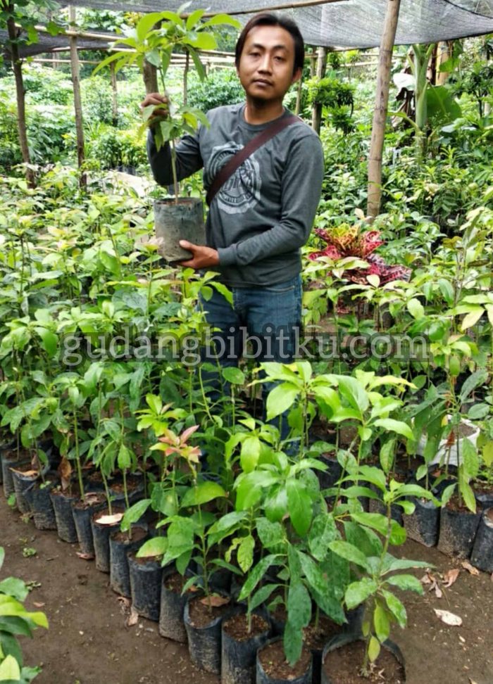 jual bibit alpukat markus