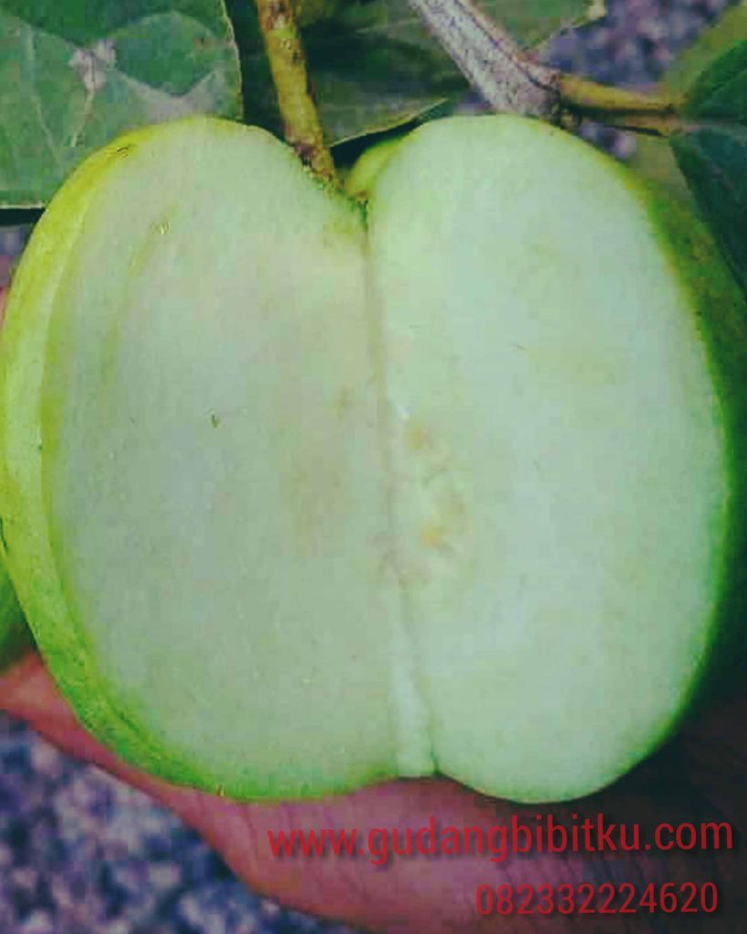 bibit jambu kristal Jawa Timur