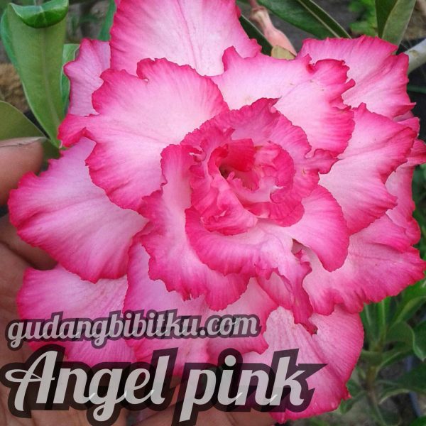 JUAL BIBIT BUNGA ADENIUM - Image 4