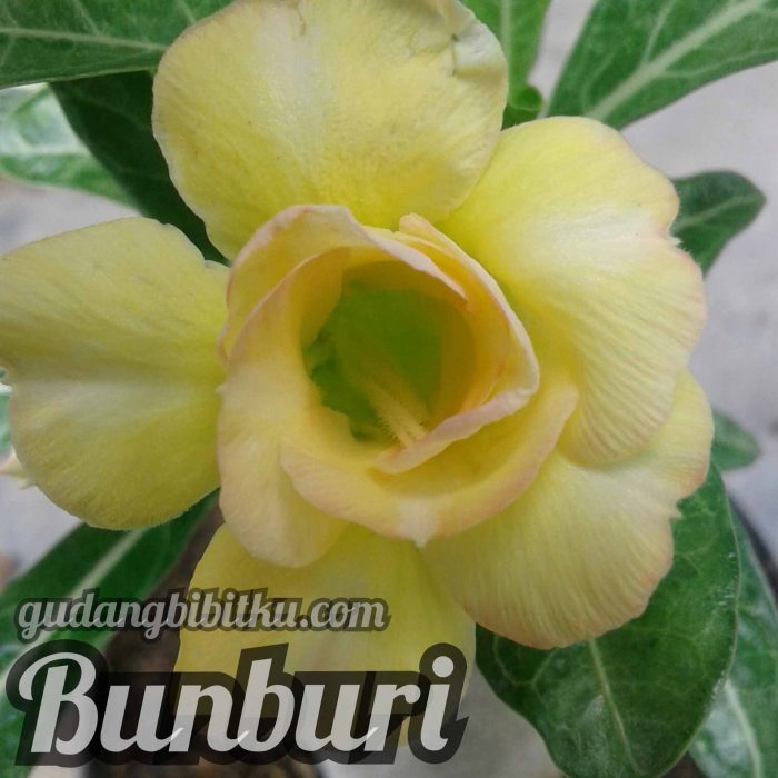 jual adenium bunbri