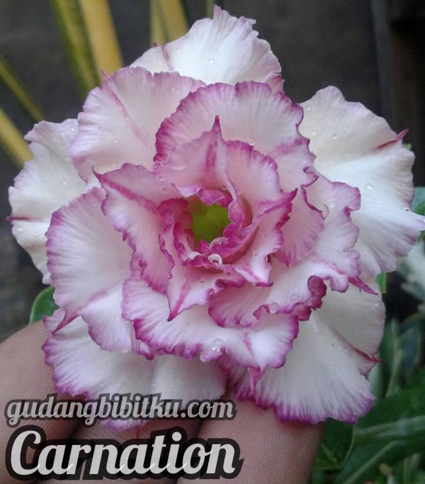 JUAL BIBIT BUNGA ADENIUM - Image 2