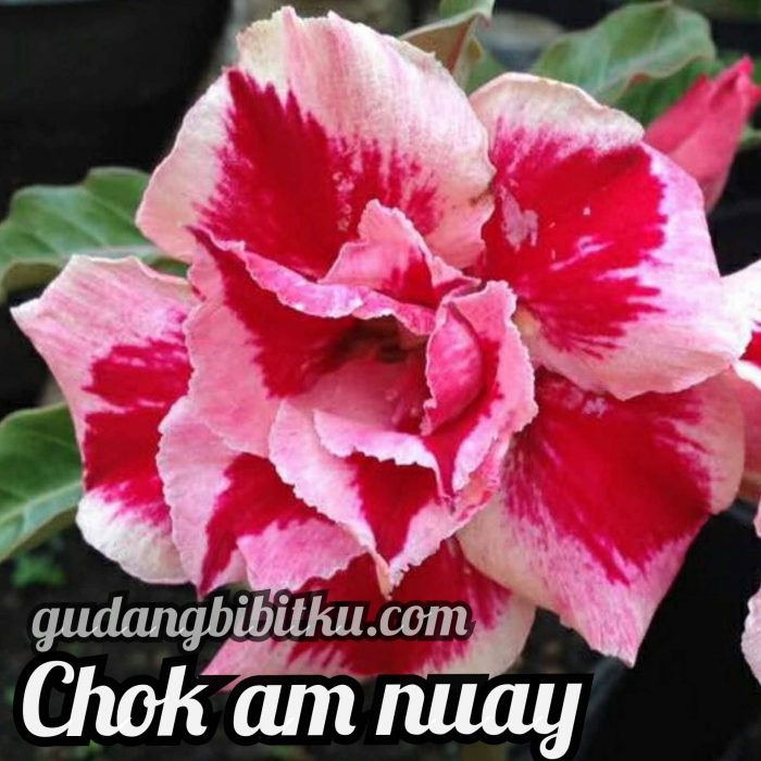 jual adenium chok am nuay