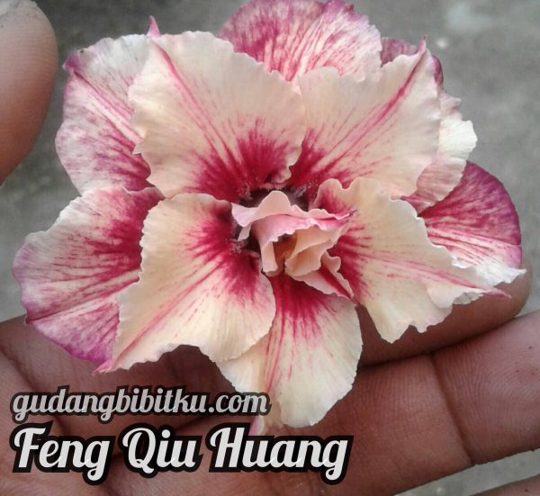 JUAL BIBIT BUNGA ADENIUM - Image 6