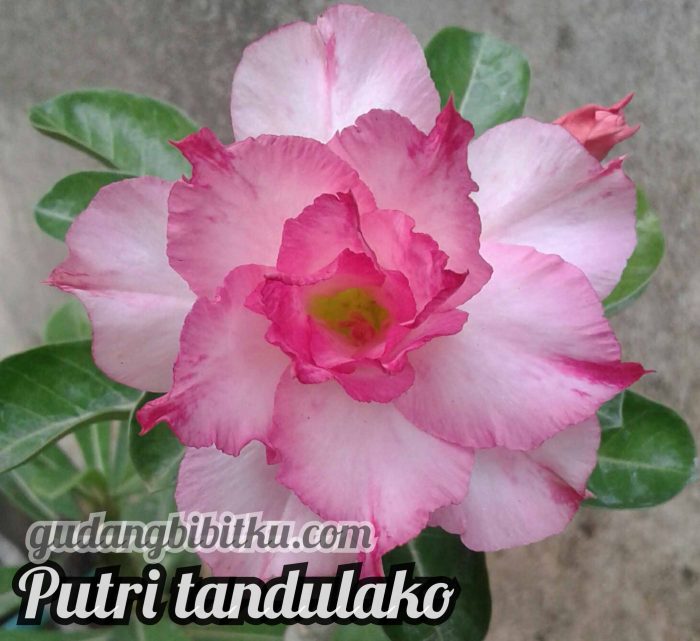 katalog adenium tumpuk Gb. adenium putri tadulako