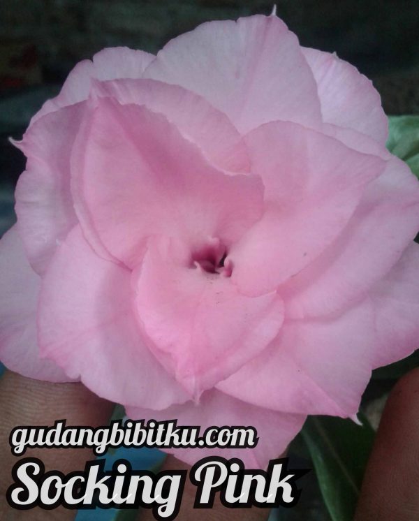 jual bibit adenium socking pink