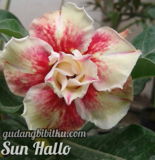 jual adenium sun hallo