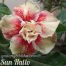 jual adenium sun hallo