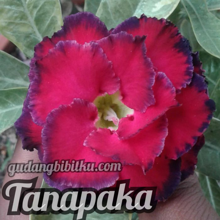 jual bibit adenium tanapaka