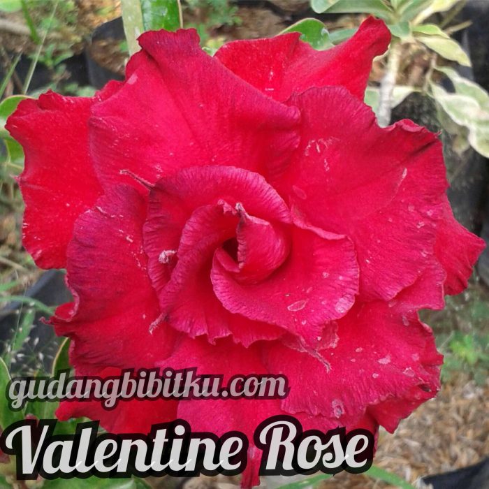 jual bibit adenium valentine rose