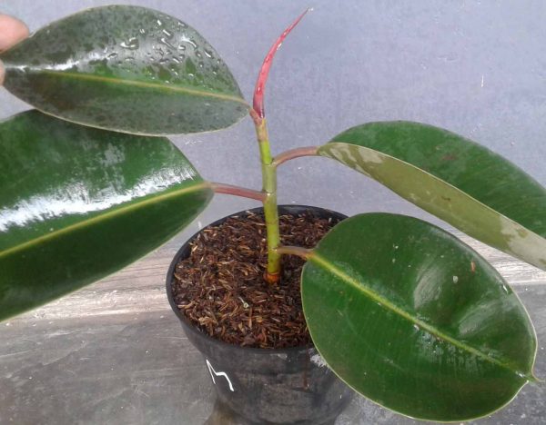 Jual Bibit Karet Kebo 082332224620
