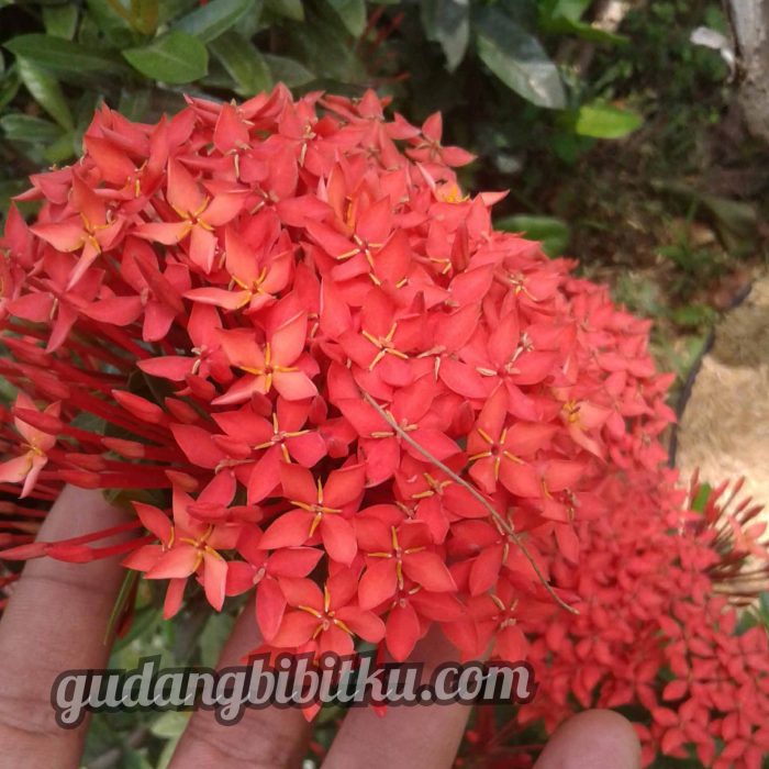contoh gambar bunga asoka merah