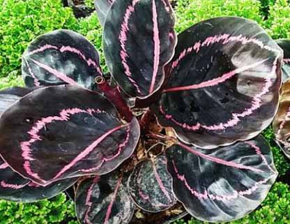 jual bunga hias calathea cantik