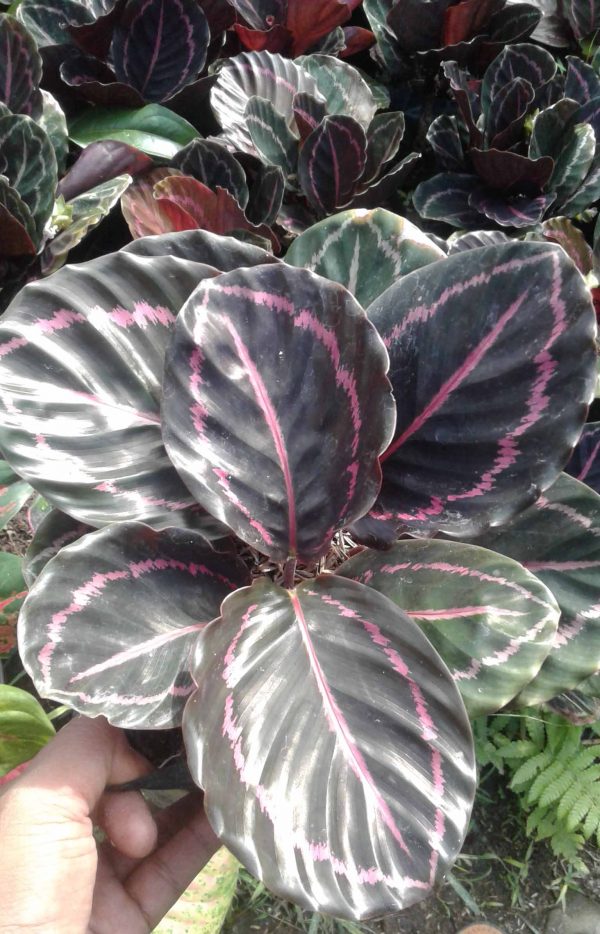 CALATHEA BLACK LIPSTIK - Image 2