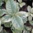 bunga paarigata Ashoka daun lebar