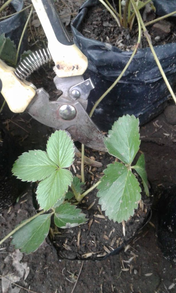 rangkuman penjelasan cara memotong stolon strawberry