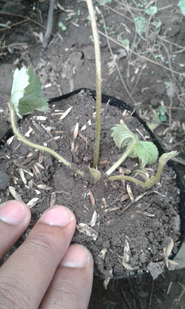 budidaya strawberry dari batang