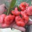 jual bibit jambu air mini mutiara