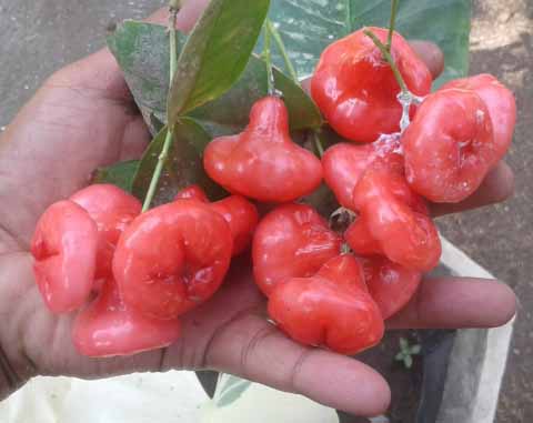 jual bibit jambu air mini mutiara