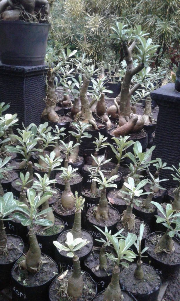 jual adenium bonggol besar