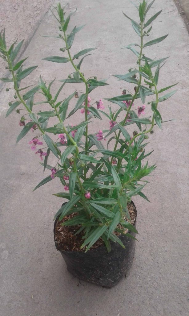 jual pohon lavender anti nyamuk