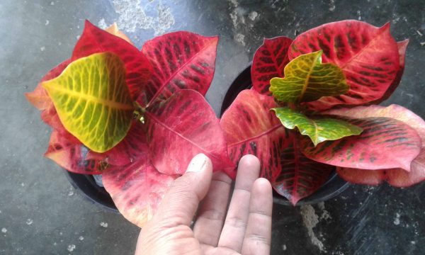 JUAL PURING WORTEN BEAUTY