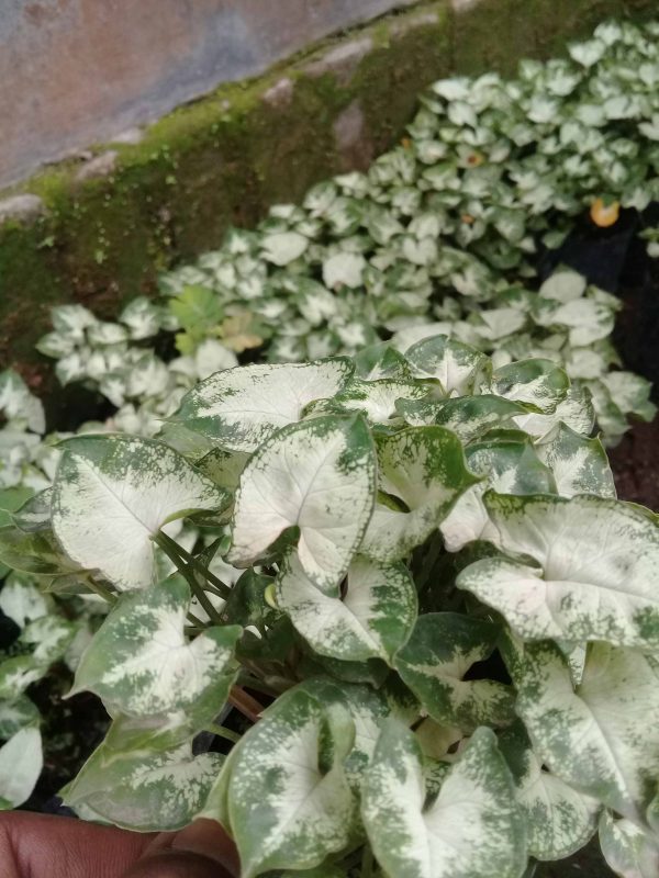 JUAL SYNGONIUM MINI - Image 2