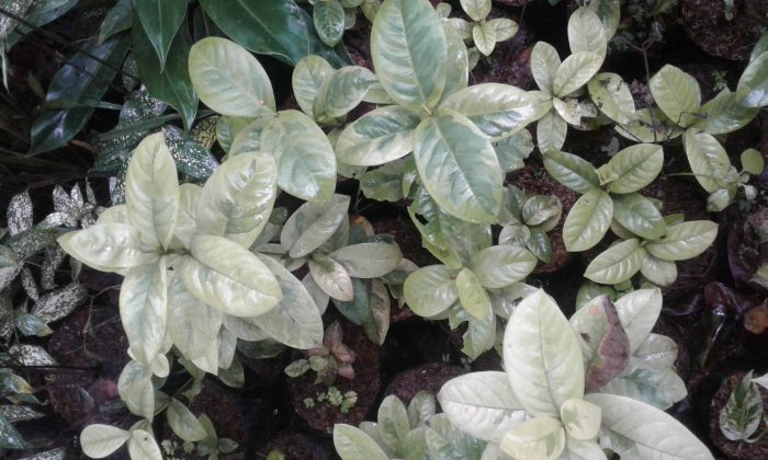 tanaman varigata murah ashoka daun lebar