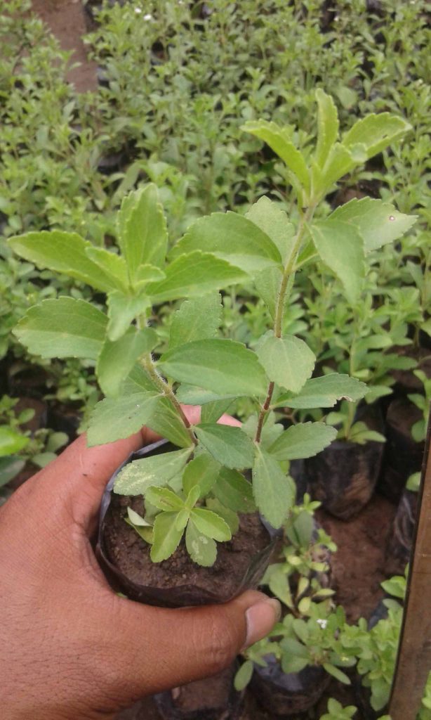 contoh Gambar pohon stevia rebaudiana