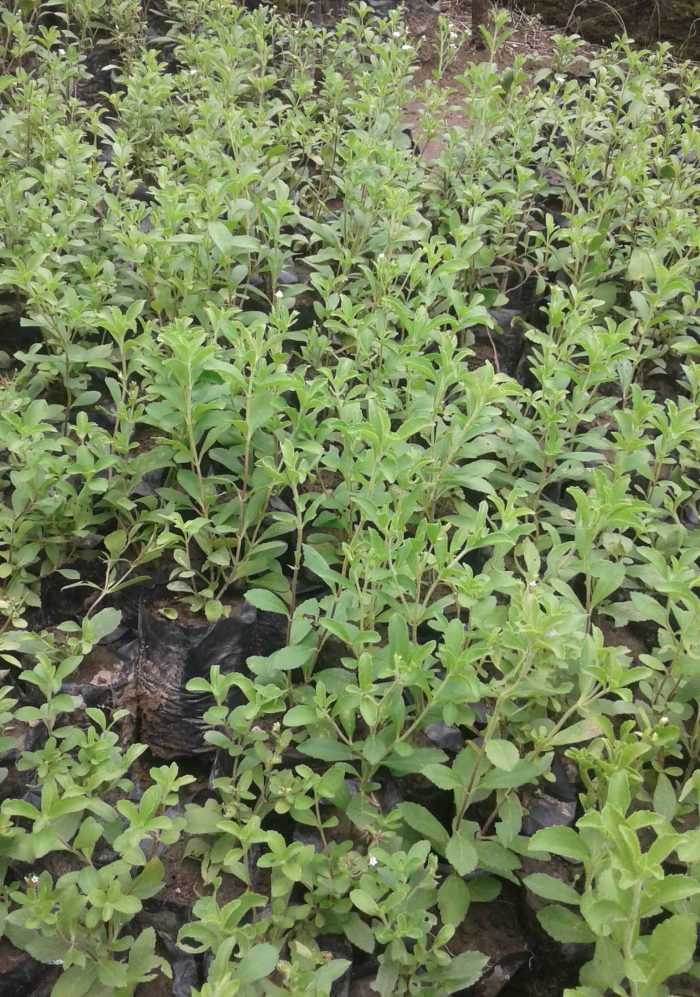 Jual bibit tanaman stevia unggulan harga terjangkau