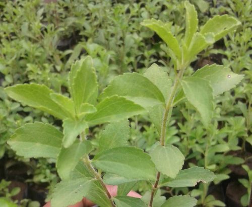 jual bibit Stevia Rebaudiana