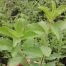 jual bibit Stevia Rebaudiana