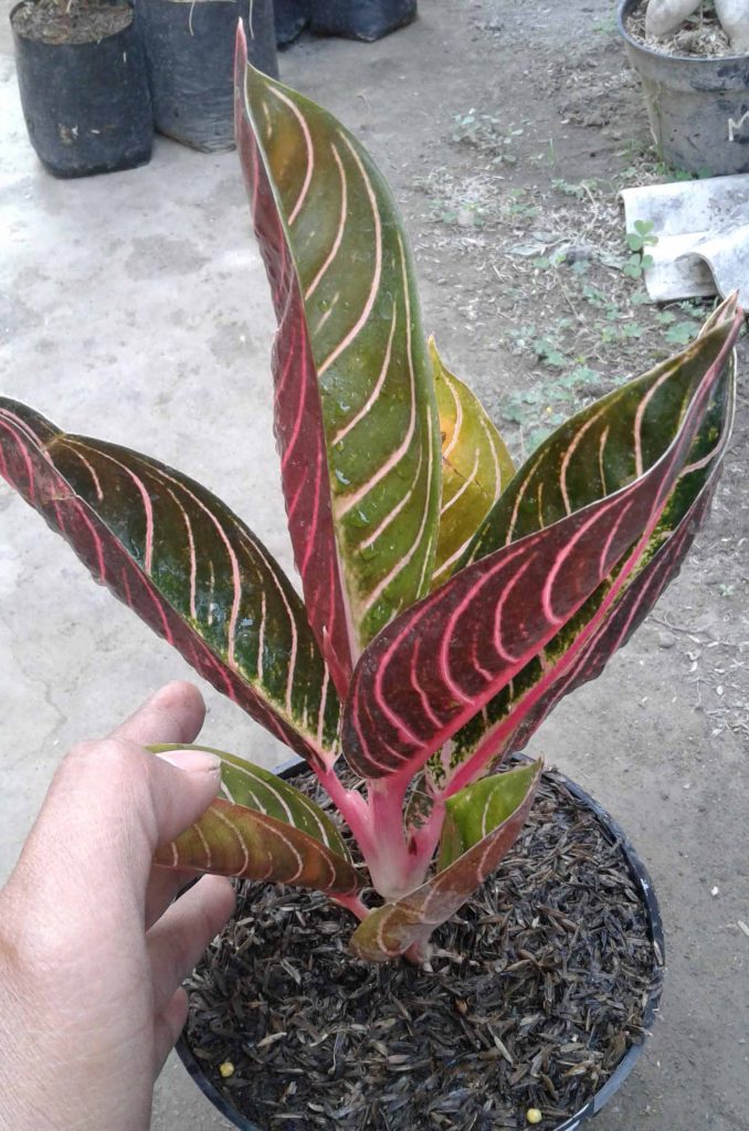 jual Aglaonema Pride of Sumatera