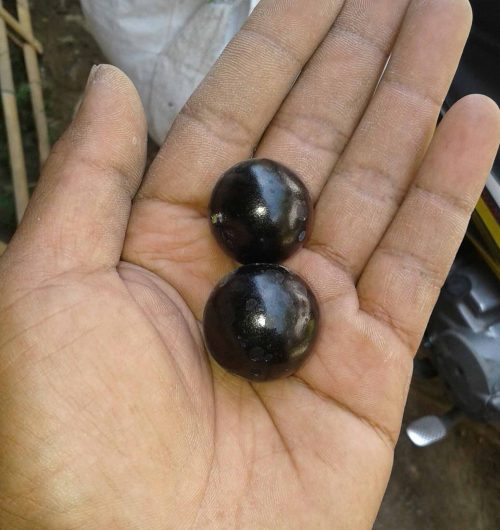 rasa buah anggur Brazil