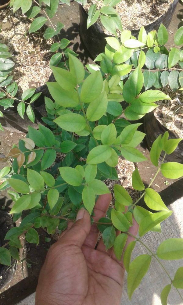Jual Bibit Anggur Brazil 082332224620 - Image 2