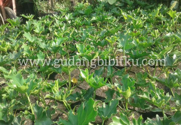 Jual Bibit Philodendron 082332224620