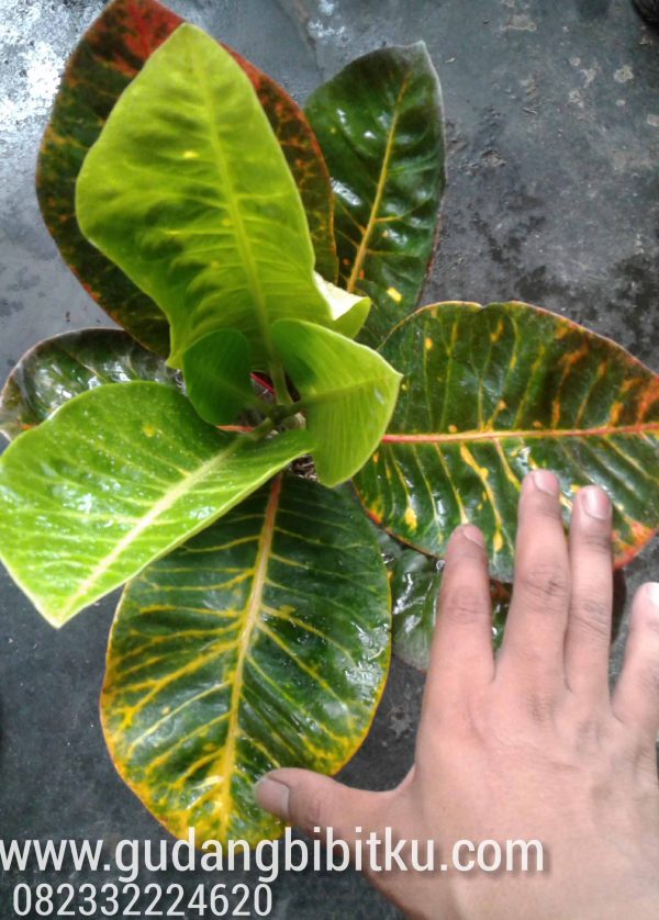 Jual Aneka Jenis Puring 082332224620 - Image 4