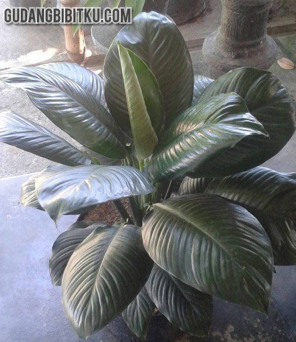 JUAL SPATHIPYLLUM BANGKOK 082332224620