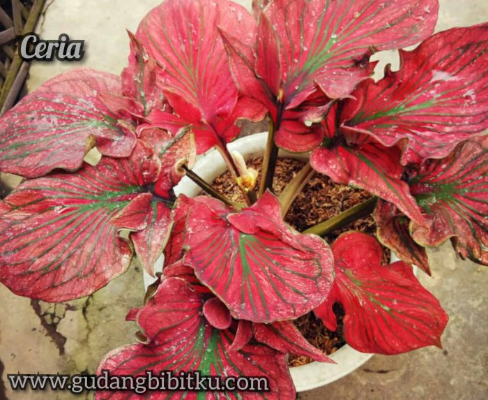 jual keladi ceria merah