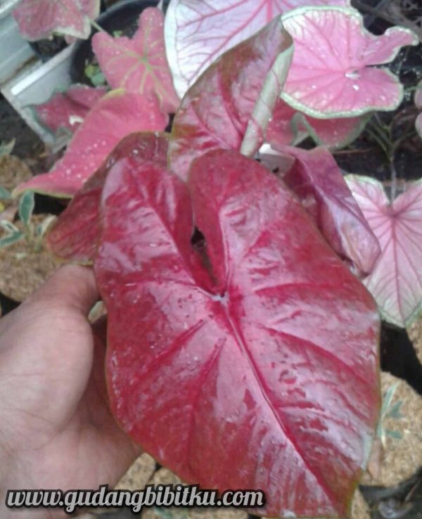 JUAL KELADI HIAS 082332224620 - Image 3