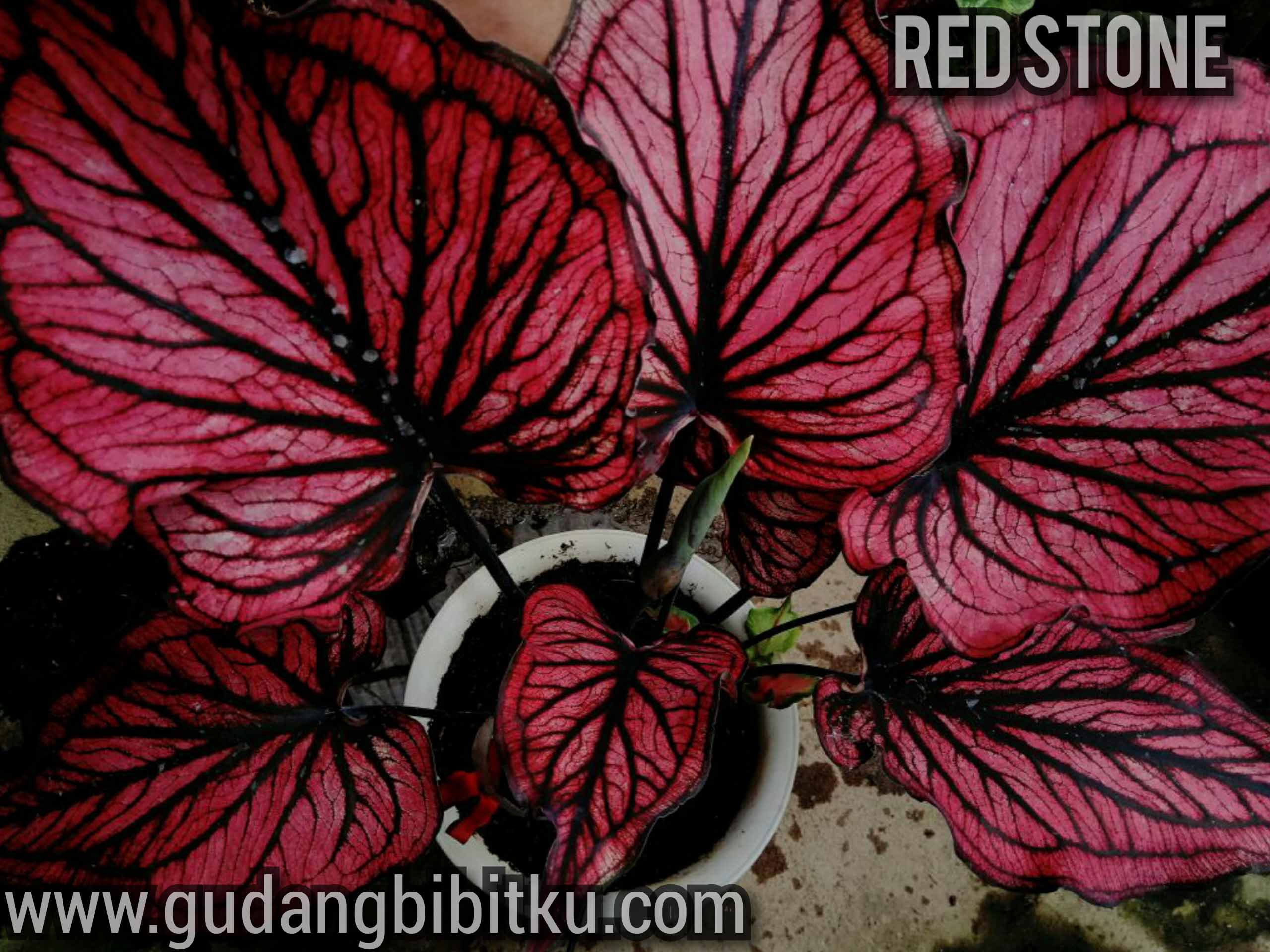Merah tanaman keladi Cara Merawat
