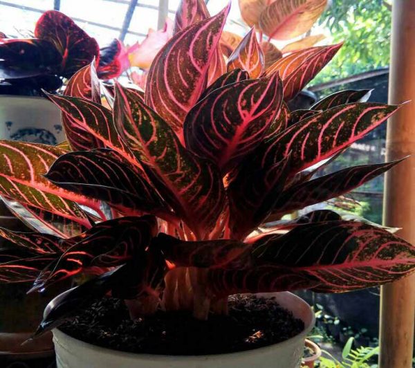 JUAL AGLAONEMA PRIDE OF SUMATERA 082332224620