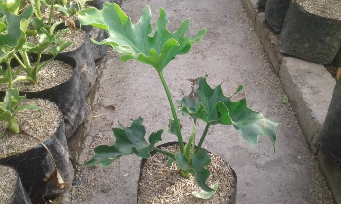 cara memperbanyak philodendron