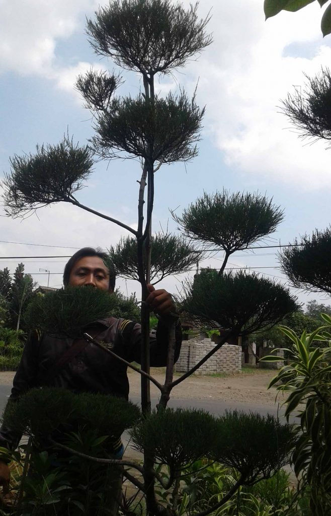 cara melebatkan daun bonsai cemara udang