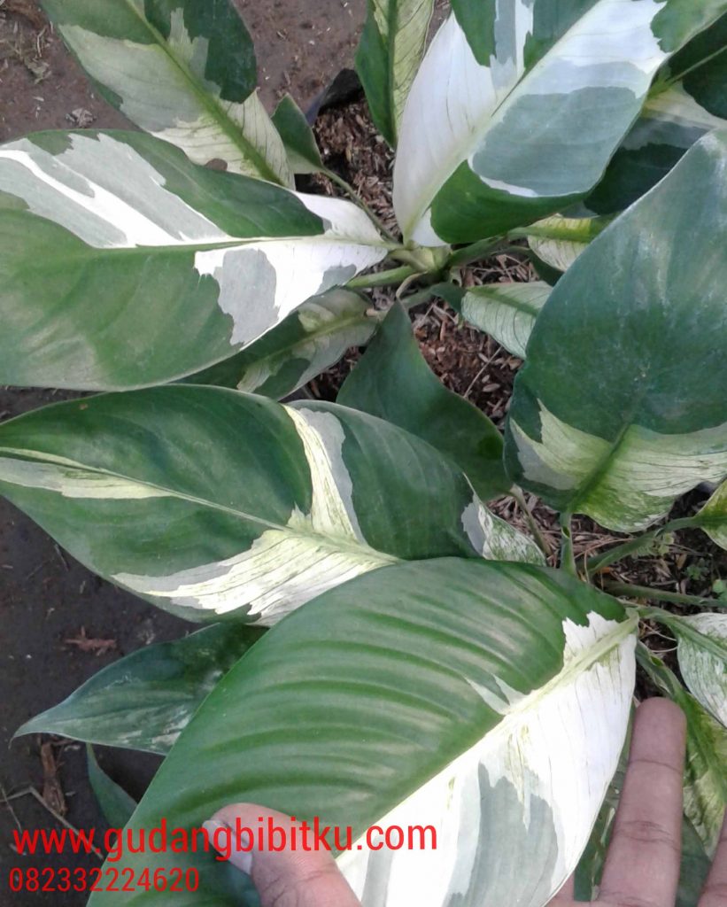 cara merawat bunga peace lily