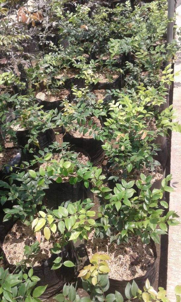 Jual Bibit Anggur Brazil 082332224620 - Image 3