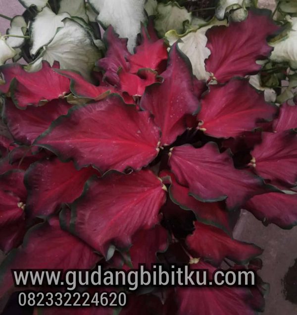 JUAL KELADI HIAS 082332224620 - Image 9