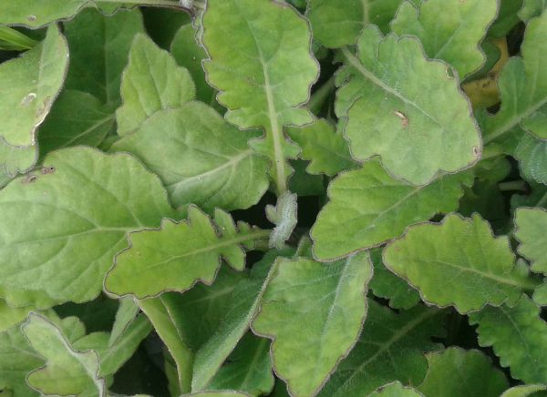 JUAL BIBIT DAUN DEWA 082332224620