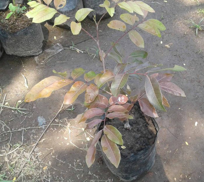 harga kelengkeng merah per kilo